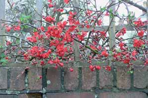 معرفی گیاه- به ژاپنی Flowering quince